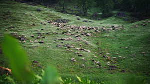 在马那利的草原上放牧的牧羊群11秒视频