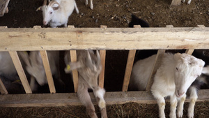 农场上的年轻山羊18秒视频