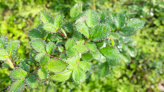 雨天叶子上的露水自然景观微距水滴4k动画壁纸视频