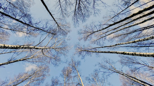冬季公园蓝色天空中黑色树干树木的顶层宽透镜等高品质视频