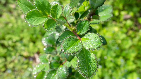 叶子上的露水自然景观微距水滴屏保视频视频