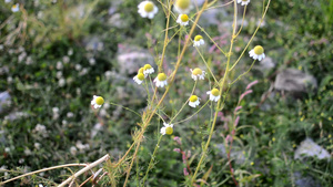 小雏菊15秒视频