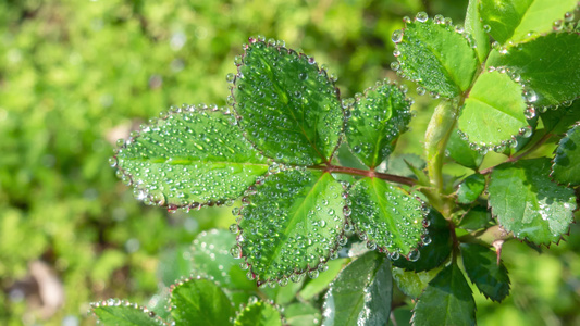 叶子上的露水自然景观微距水滴屏保视频视频