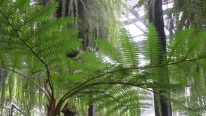 热带花园中的青绿树叶6秒视频