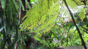 热带花园中的青绿色树叶6秒视频
