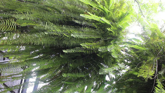 热带花园中的青绿树叶视频