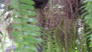 热带花园中的青绿树叶9秒视频