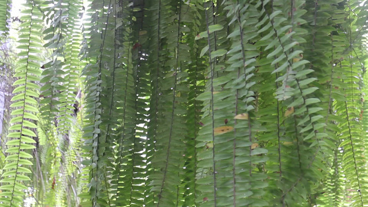 热带花园中的青绿树叶视频