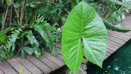 在花园中装饰的绿叶植物视频