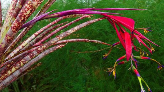 热带植物Billbergiasaundersii在视频