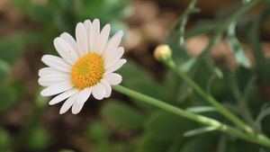 美丽花园里的菊花24秒视频