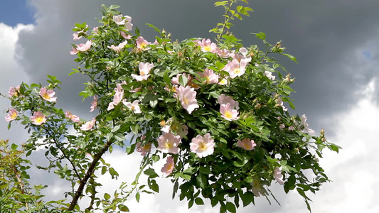 美丽的盛开的野玫瑰灌木狗玫瑰罗萨卡尼娜视频