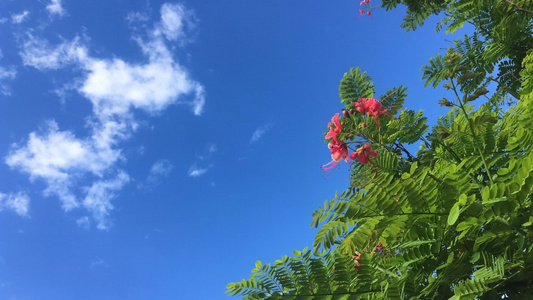 美丽的花朵在清蓝的天空中开花视频