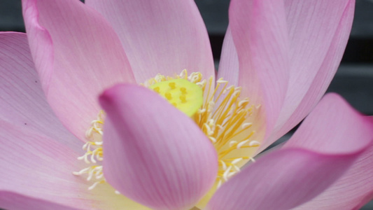 蜜蜂来到莲花花中收集花粉视频