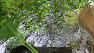 带流水的热带绿色花园6秒视频