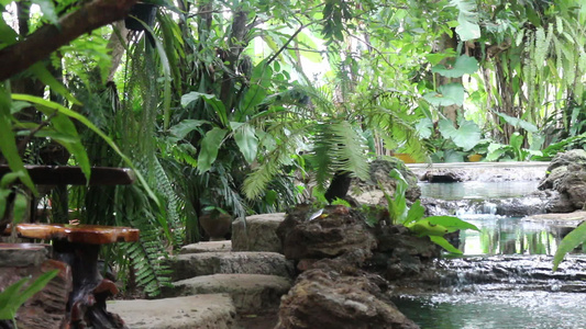 带流水的热带热带绿色花园视频