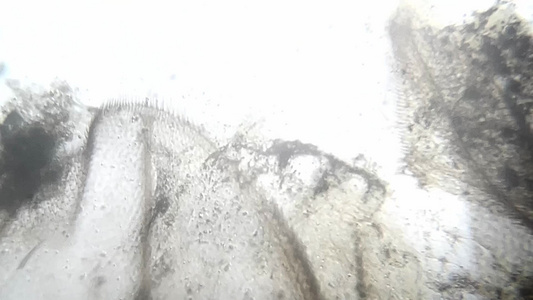 害虫果蝇标本显微镜视频