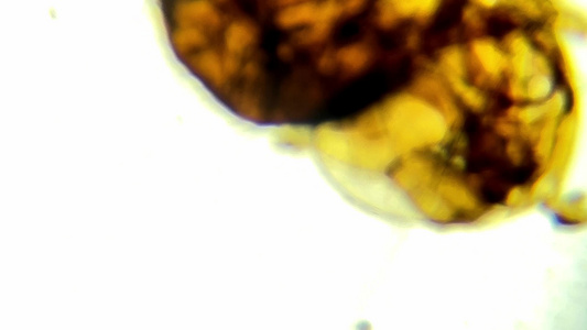 害虫果蝇标本显微镜视频