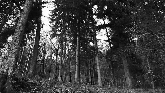 林中树木如采石视频