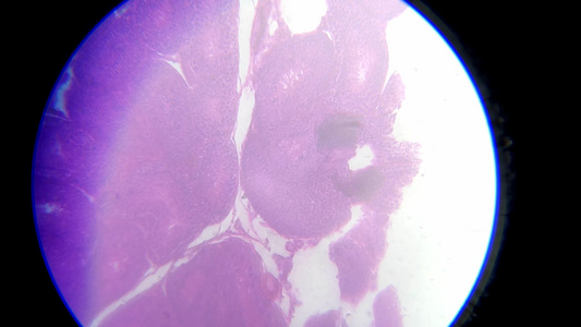横切鱼卵巢细胞显微镜观察视频
