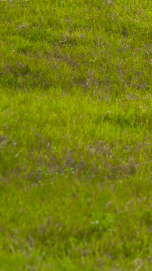 草地上奔跑的博美240帧升格狗奔跑慢动作11秒视频