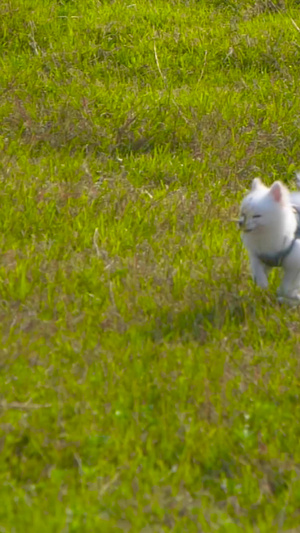 草地上奔跑的博美240帧升格草地奔跑得狗11秒视频