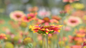 花朵随风而吹16秒视频