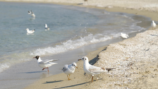 海边海浪海鸥海边风光视频