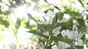 露水落在花朵上11秒视频