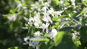 露水落在花朵上14秒视频