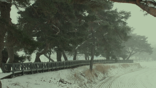 公园中吹风雪视频