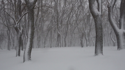 公园在雪中沉睡视频