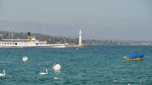 海边海浪海鸥海边风光视频