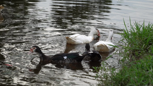 白鸭和白鸭会一起游来游去9秒视频
