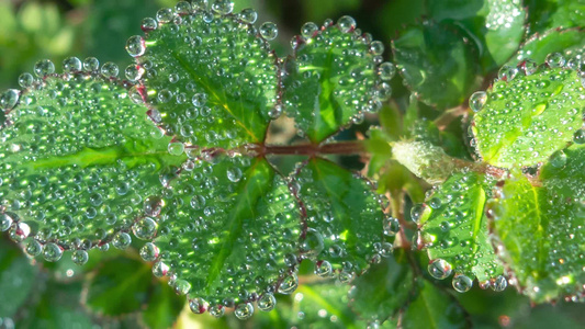 雨天叶子上的露水自然景观微距水滴4k动画壁纸视频