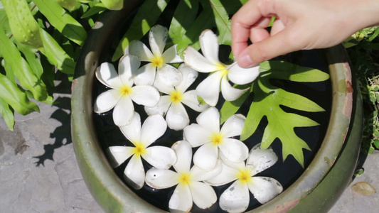 在水碗上装饰的美丽白花团视频