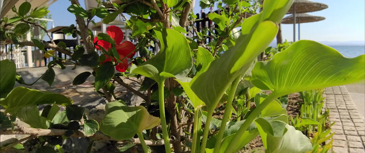 海滩附近的花朵无形态视频