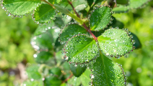 雨天叶子上的露水自然景观微距水滴4k动画壁纸视频