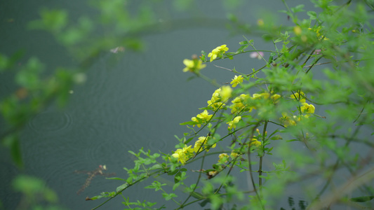 春天清明节杭州花港观鱼阴雨天植物绿色自然视频