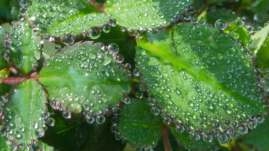 雨天叶子上的露水自然景观微距水滴4k动画壁纸视频