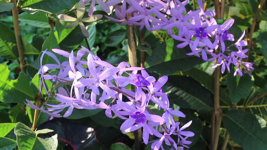花园中美丽的紫色花朵视频