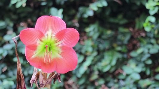 绿色花园中美丽的红花种植视频