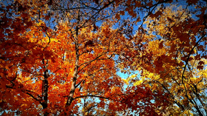 在秋天的森林中步行30秒视频