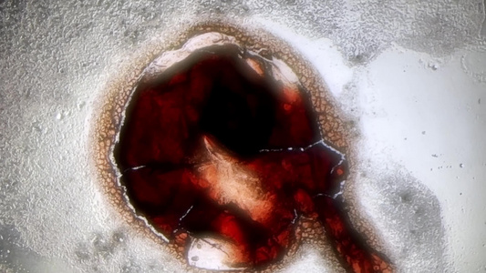 家禽血管血液显微镜视频