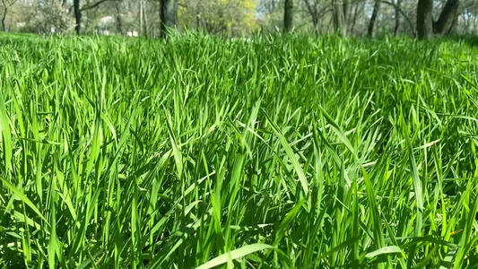公园里高高的青绿种植草在春日中吹风视频