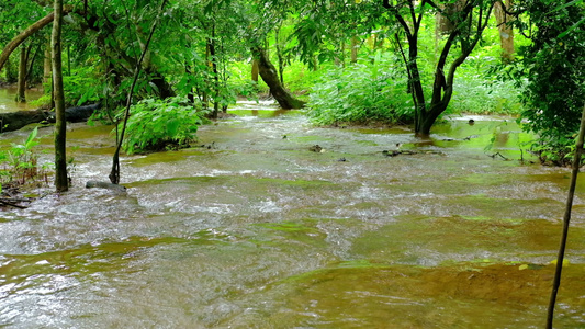 山溪岩上流淌的水在森林中自然的河流地貌视频