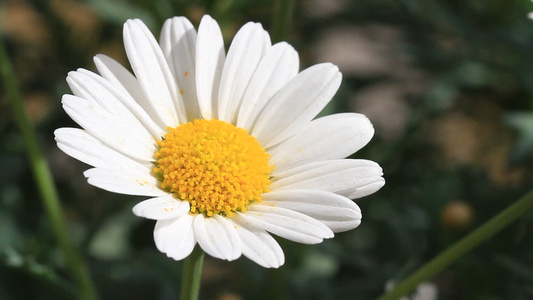 花朵花种背景和花菊特写视频