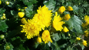绿叶背景的美丽黄色花朵13秒视频