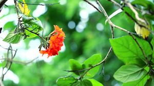 盛开的红橙花朵19秒视频