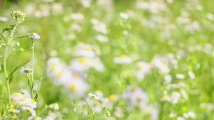 洋甘菊19秒视频